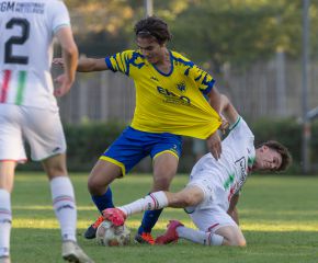 FCW - Ringschnait3.jpg